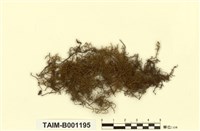 藏品(外山羽苔)的圖片